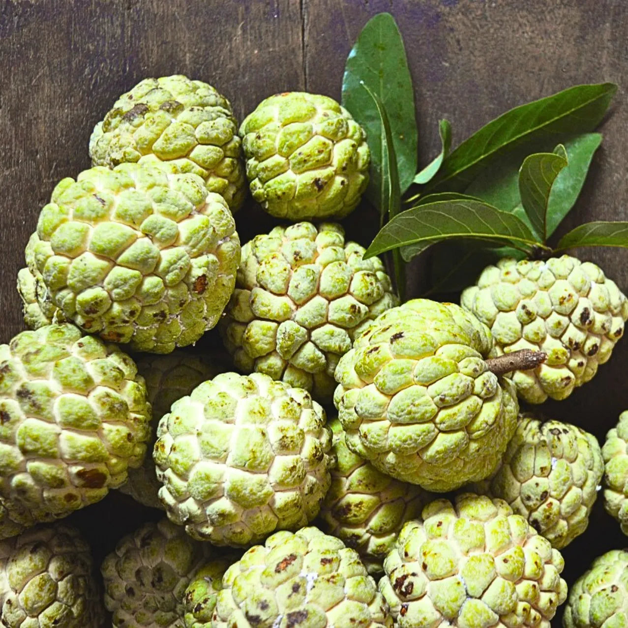 Buy Grafted "Custard Apple" - Plant Online at Lalitenterprise