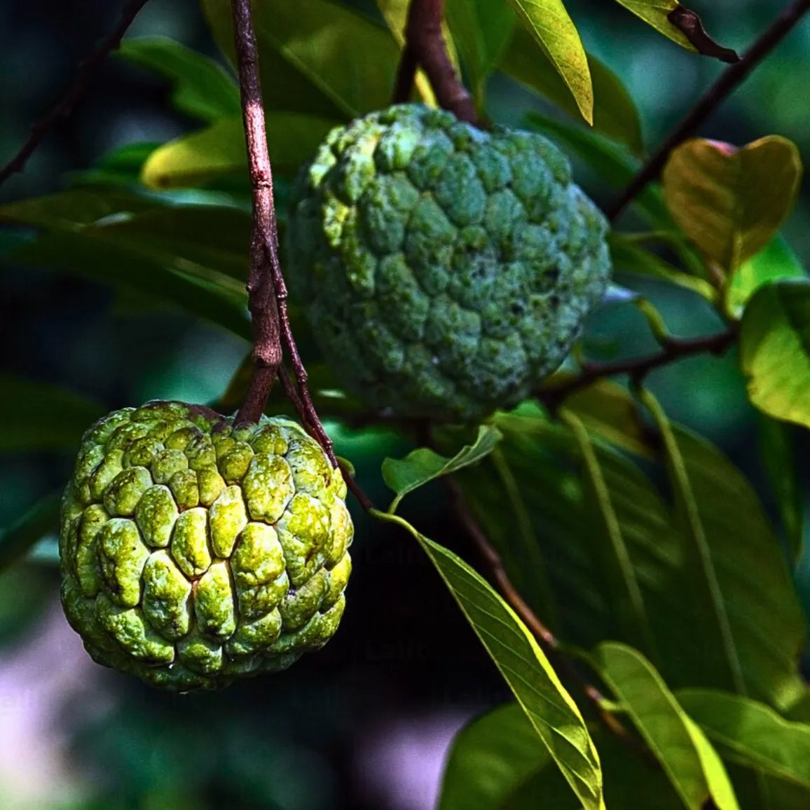 Buy Sugar Apple Grafted - Plant Online at Lalitenterprise