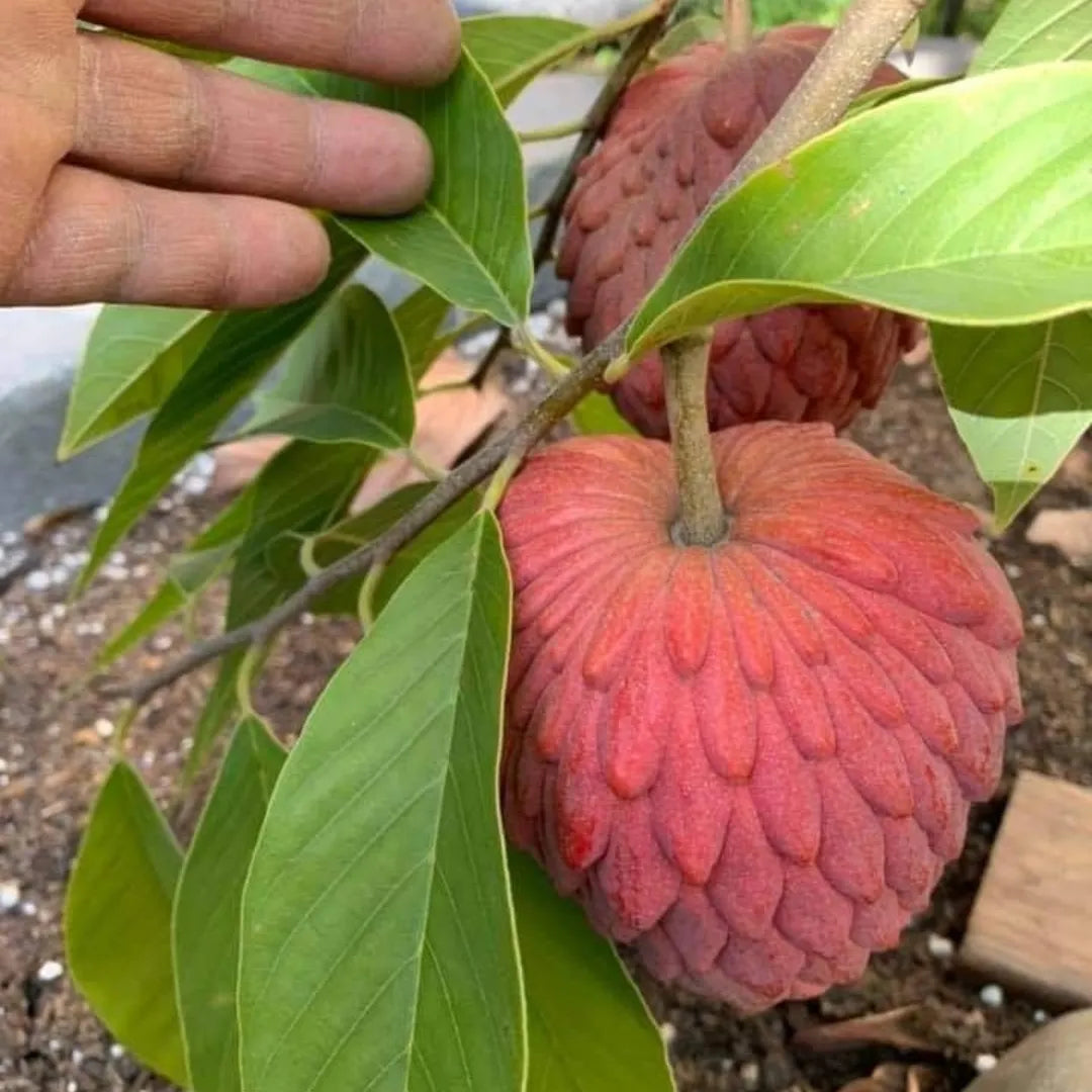 Buy Annona Squamosa - Plant Online at Lalitenterprise