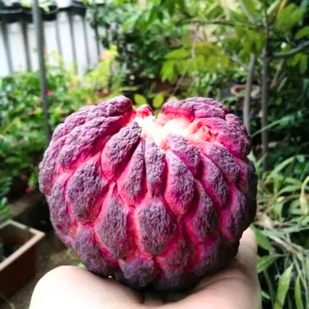 Buy Custard Apple, "Red" - Plant Online at Lalitenterprise