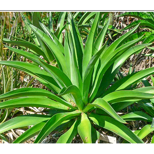 Buy Smooth Agave - Plant Online at Lalitenterprise
