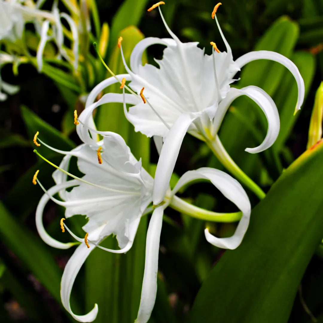 Spider Lily (Hymenocallis Littoralis)