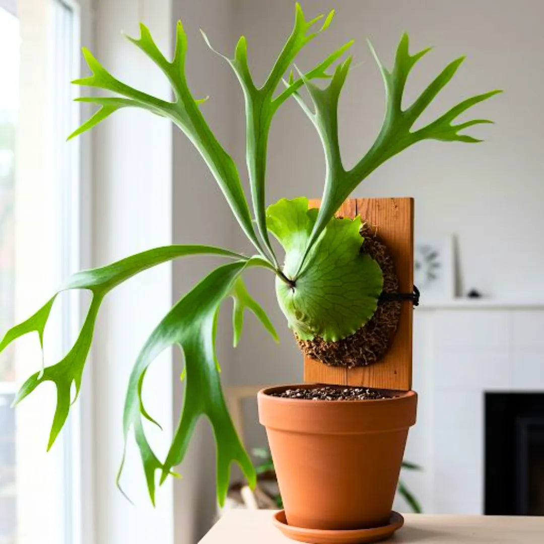Buy Platycerium Bifurcatum - Plant Online at Lalitenterprise