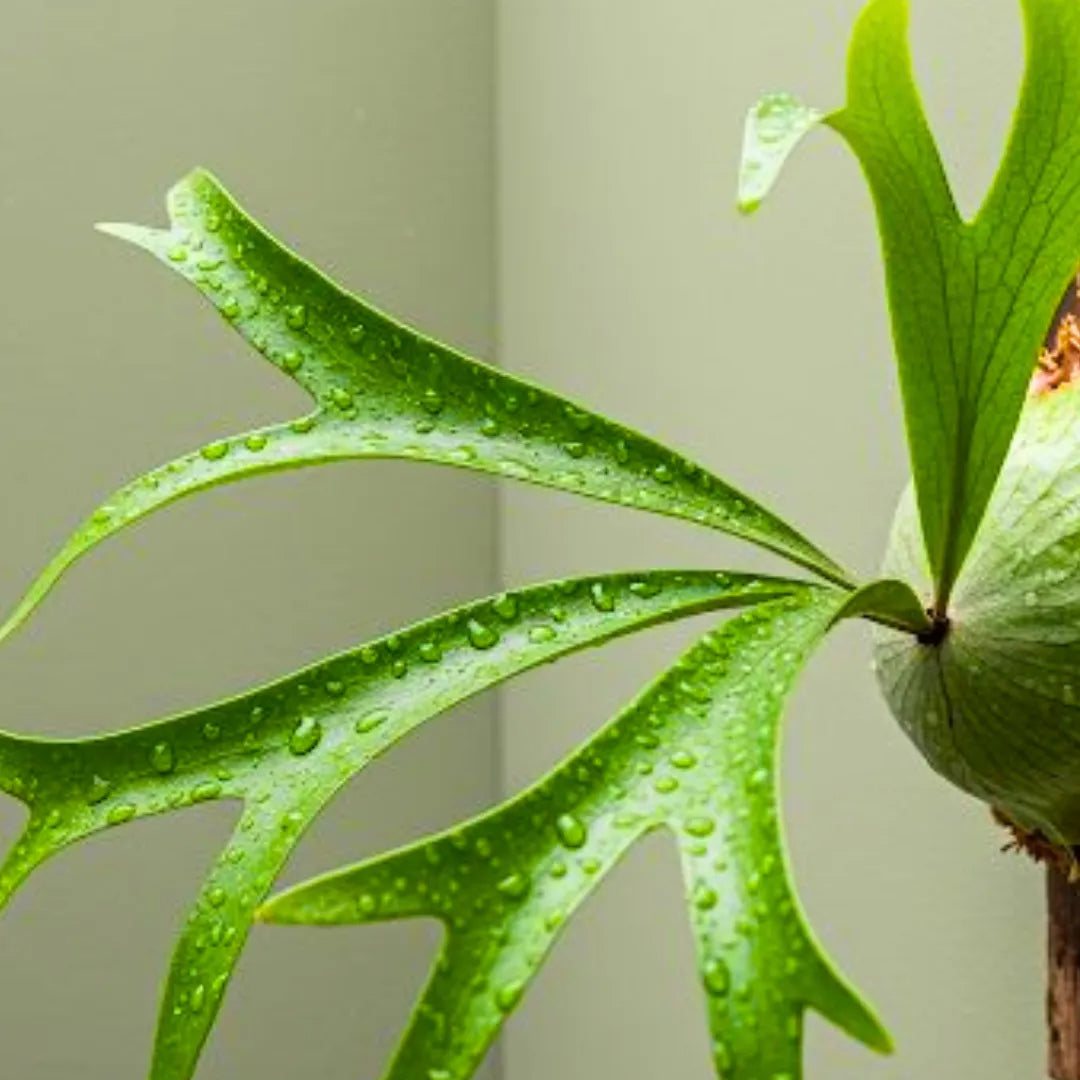 Buy Staghorn Fern - Plant Online at Lalitenterprise