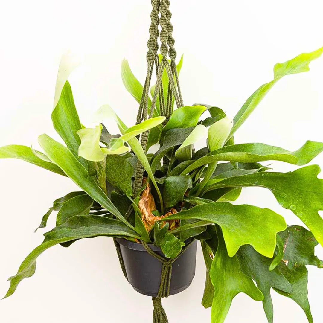 Buy Staghorn Fern (Platycerium Bifurcatum) - Plant Online at Lalitenterprise