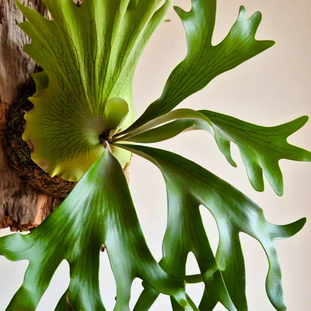 Buy Staghorn Fern - Plant Online at Lalitenterprise