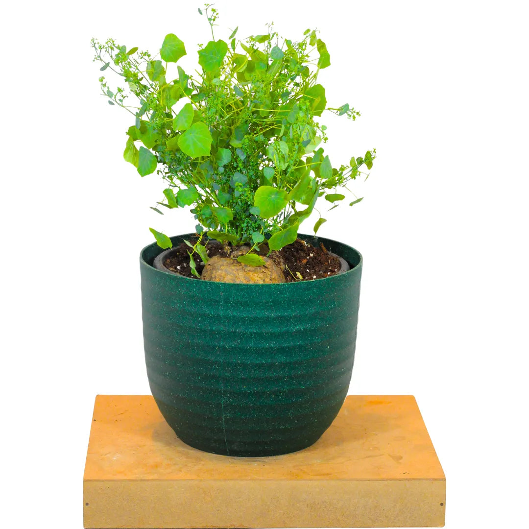 Buy Stephania Tuber Plant Online at Lalitenterprise