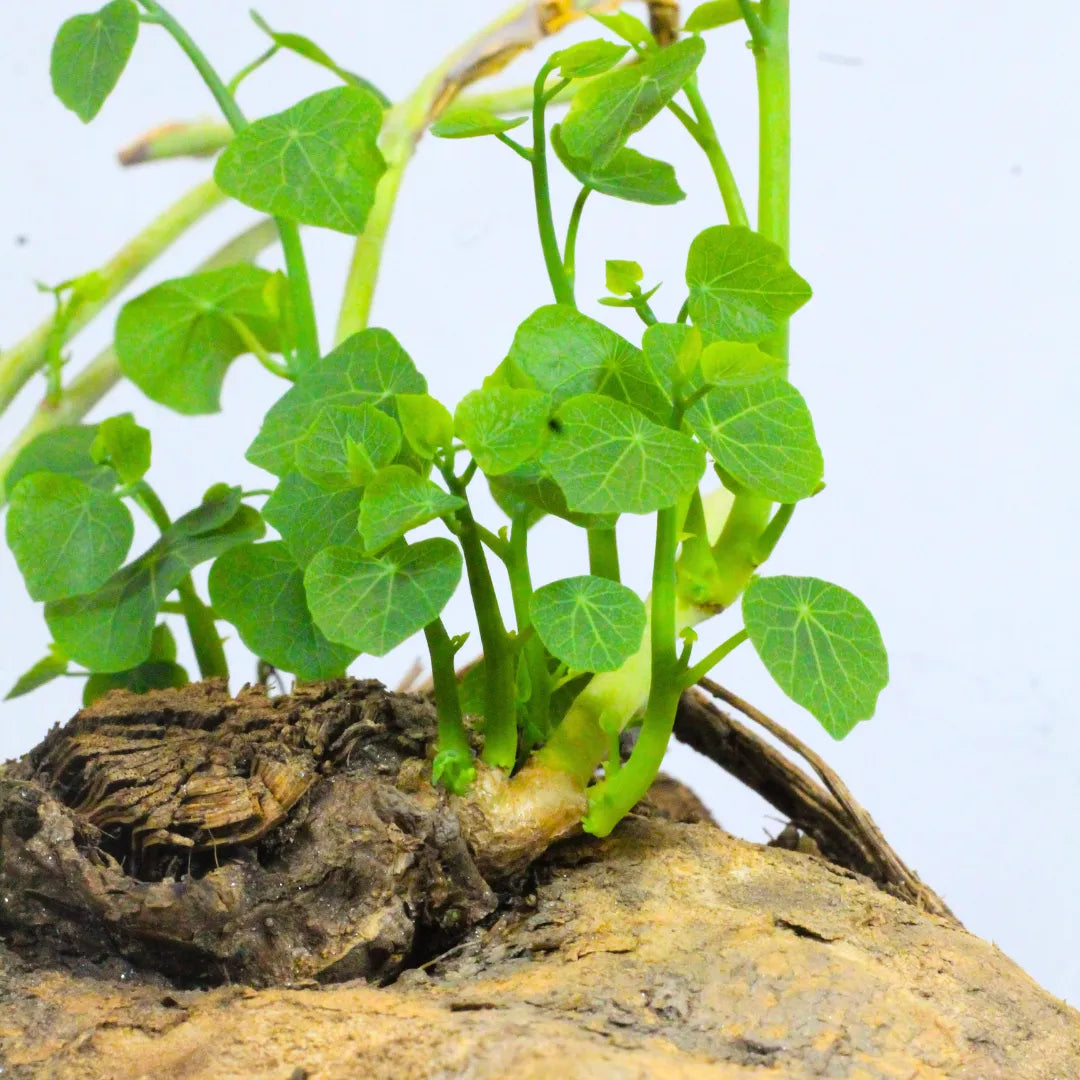 Buy Stephania Tuber Plant Online at Lalitenterprise