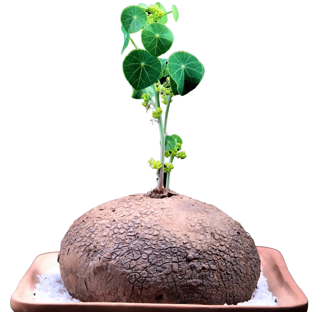 Buy Stephania Tuber Plant Online at Lalitenterprise