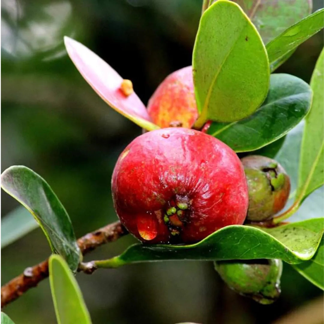 Buy Strawberry Guava "Dark Red" – Plant Online at Lalitenterprise