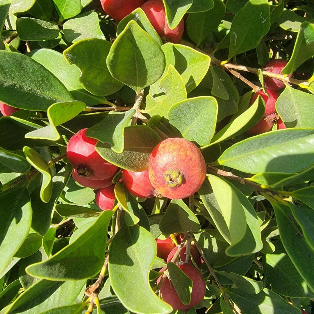 Buy Strawberry Guava "Dark Red" (Psidium Cattleianum) Chinese Guava – Plant Online at Lalitenterprise