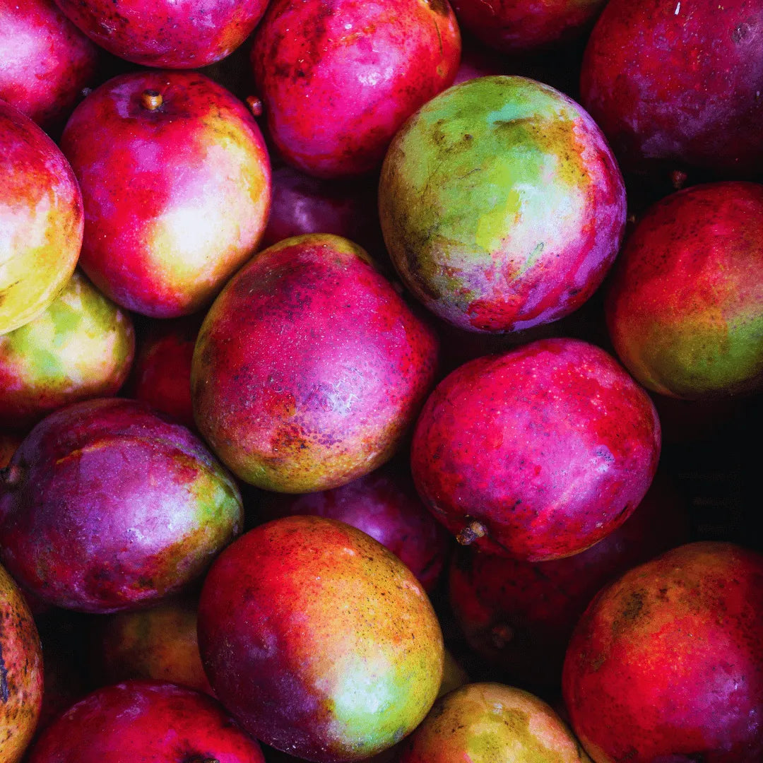 Buy Suvarnarekha Grafted Mango Online at Lalitenterprise