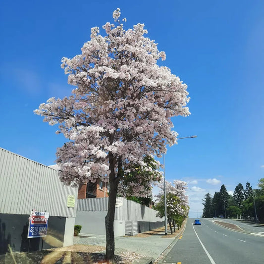 Buy Tabebuia Pallida (White Trumpet Tree) - Plant Online at Lalitenterprise