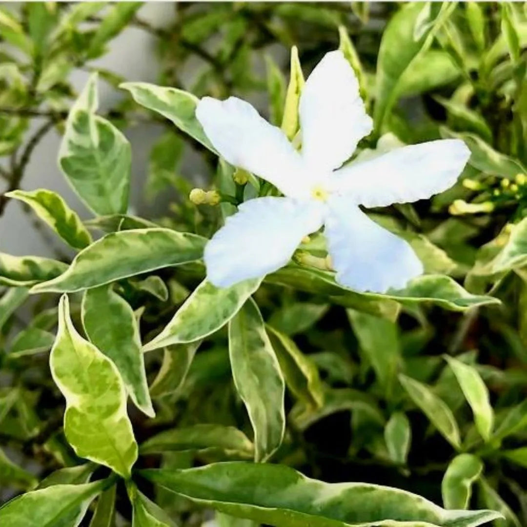 Buy Tabernaemontana Sp. Variegata – Plant Online at Lalitenterprise