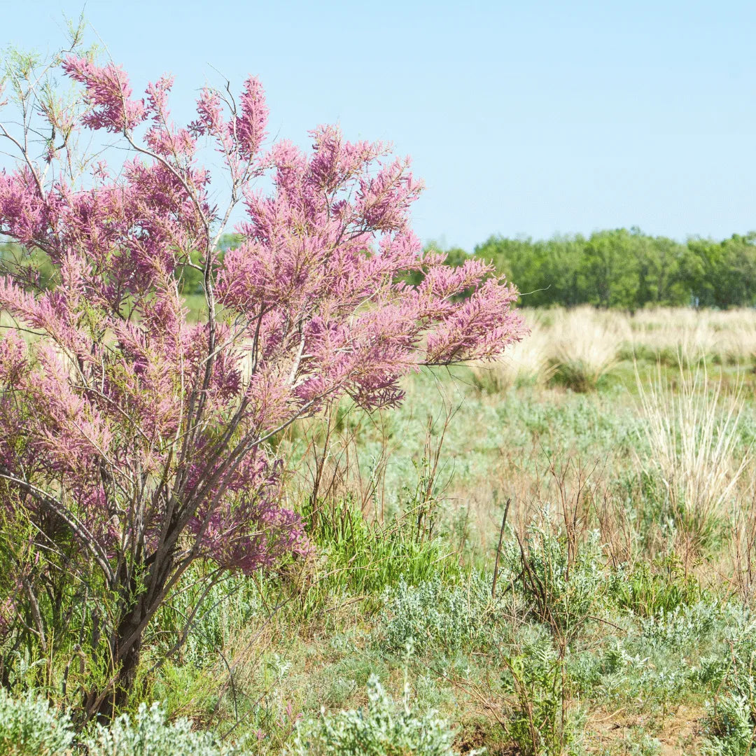 Tamarisk Bonsai Tree (Tamarix Ramosissima)
