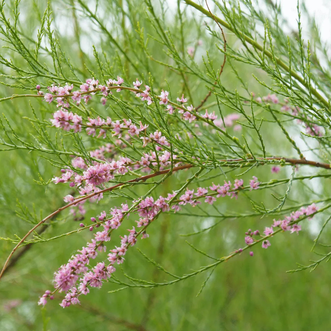 Buy Tamarisk Tree (Tamarix aphylla) online at Lalitenterprise