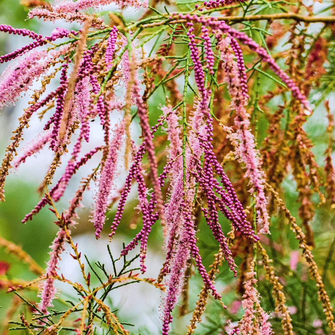 Buy Tamarisk Tree