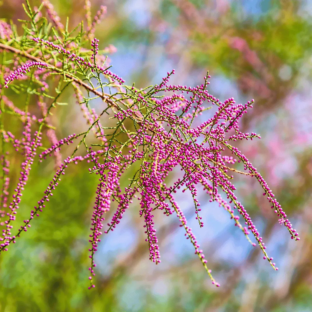 Care Tips For Tamarisk Tree