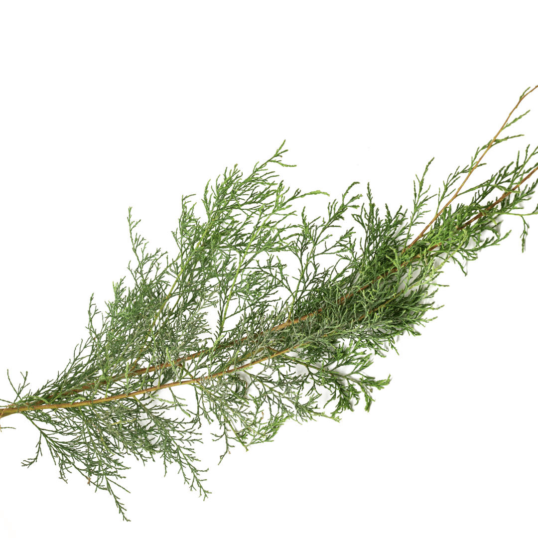 Buy  (Tamarix aphylla) online at Lalitenterprise