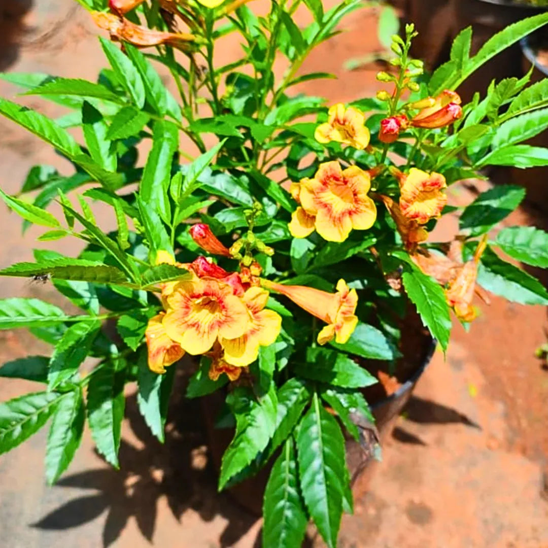 Buy Tecoma Dwarf Bicolor - Plant Online at Lalitenterprise