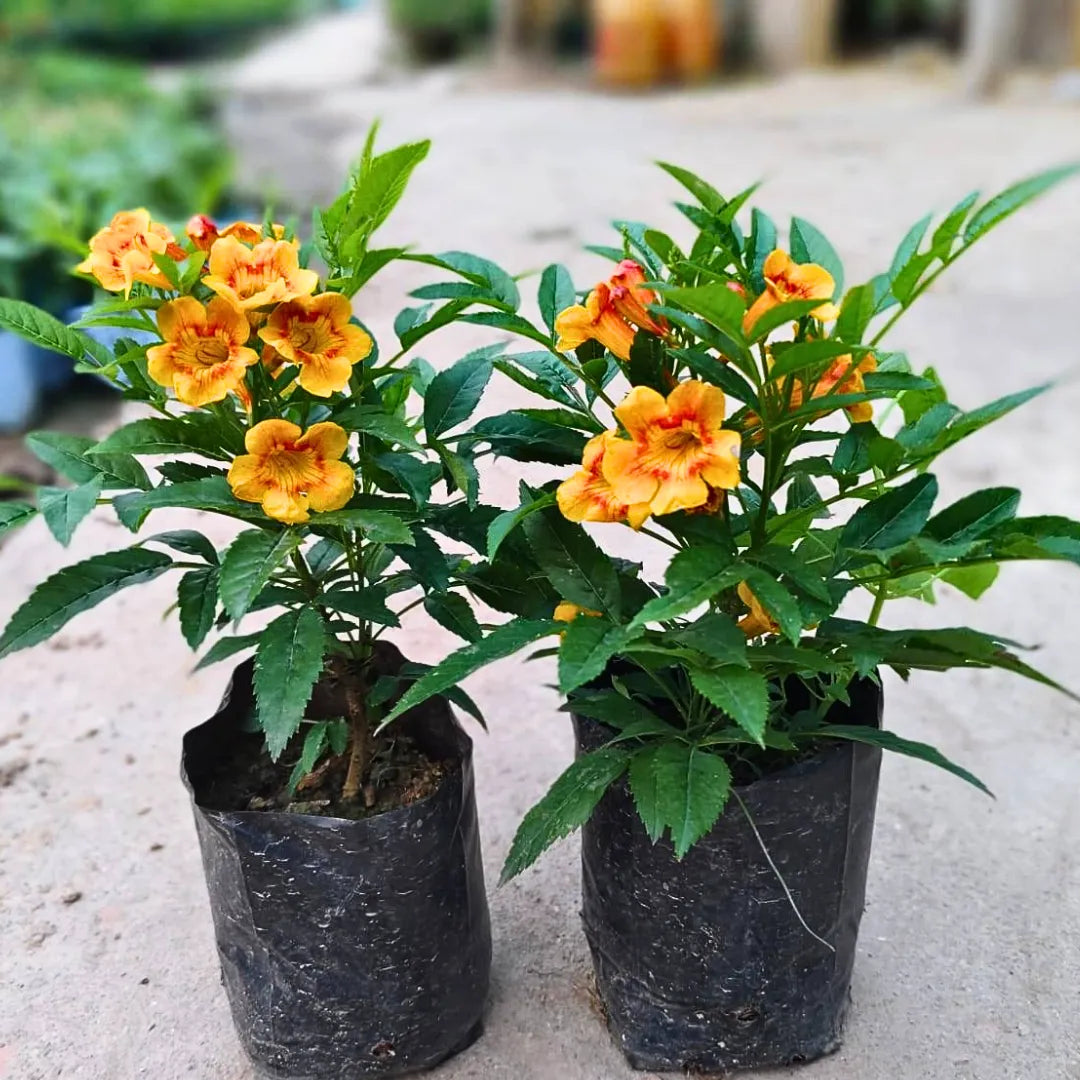 Buy Tecoma Dwarf Bicolor - Plant Online at Lalitenterprise