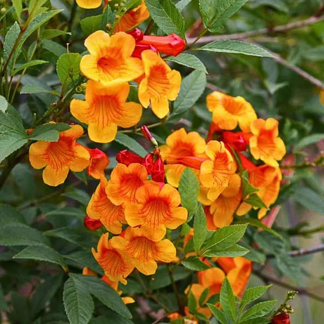 Buy Tecoma Dwarf Bicolor - Plant Online at Lalitenterprise