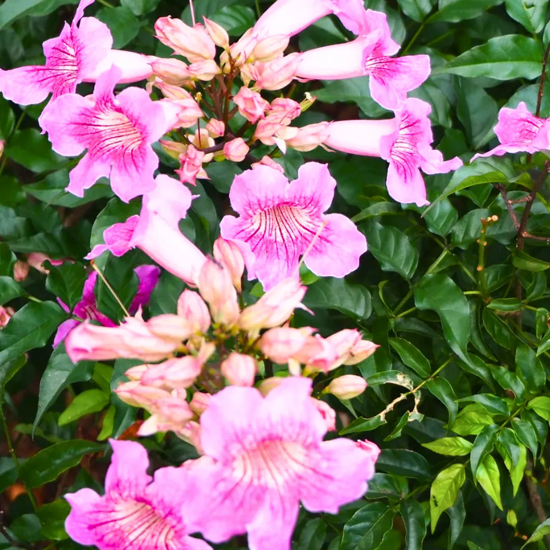 Buy Honeysuckle (Tecoma Pink Vine) - Plant Online at Lalitenterprise