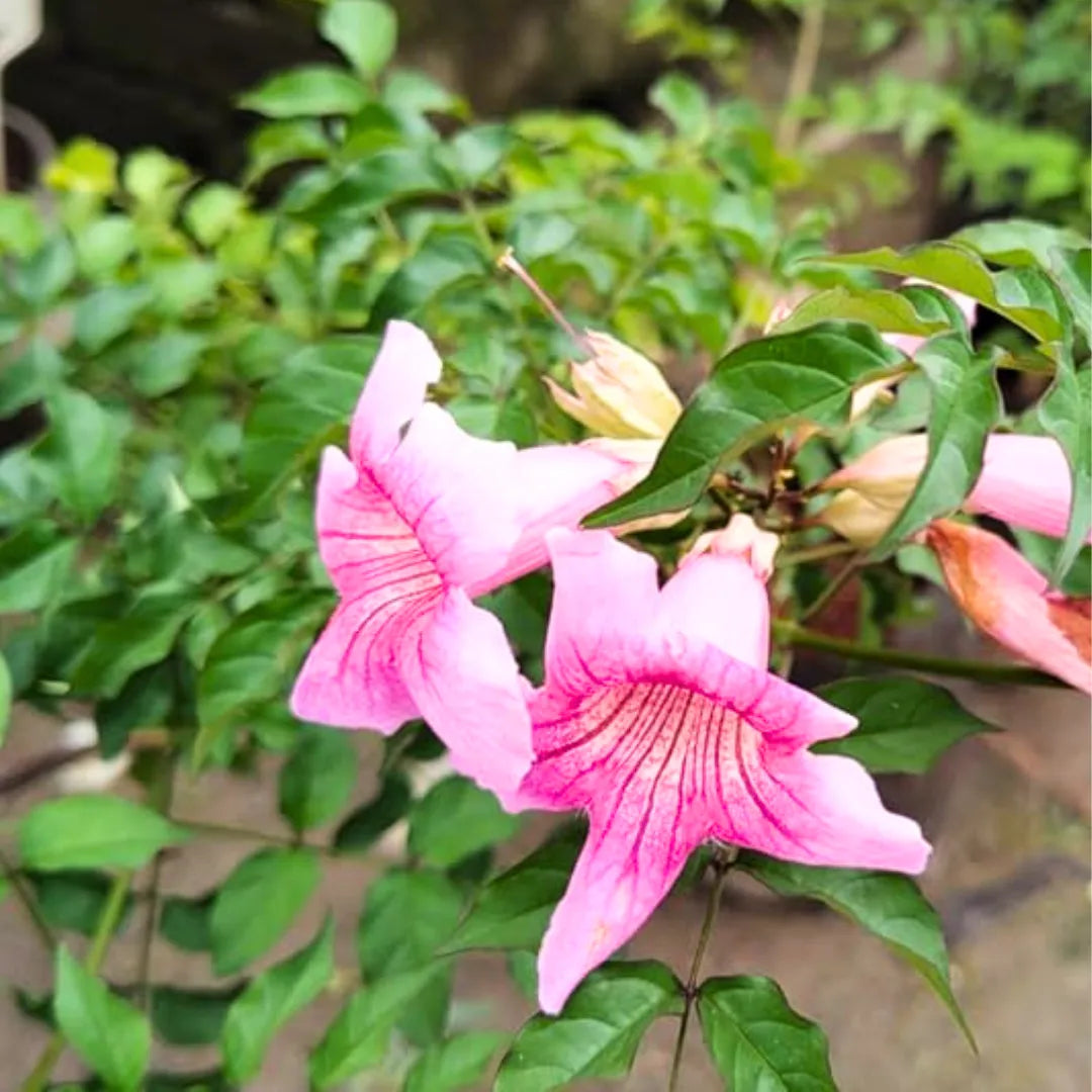 Buy Honeysuckle (Tecoma Pink Vine) - Plant Online at Lalitenterprise