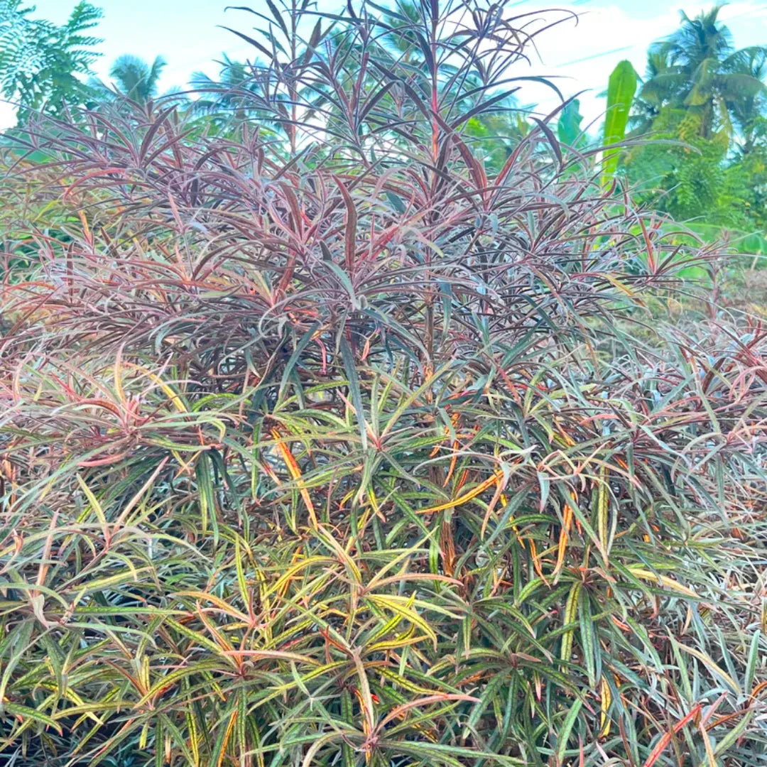 Buy Terminalia Bentzoe - Plant Online at Lalitenterprise
