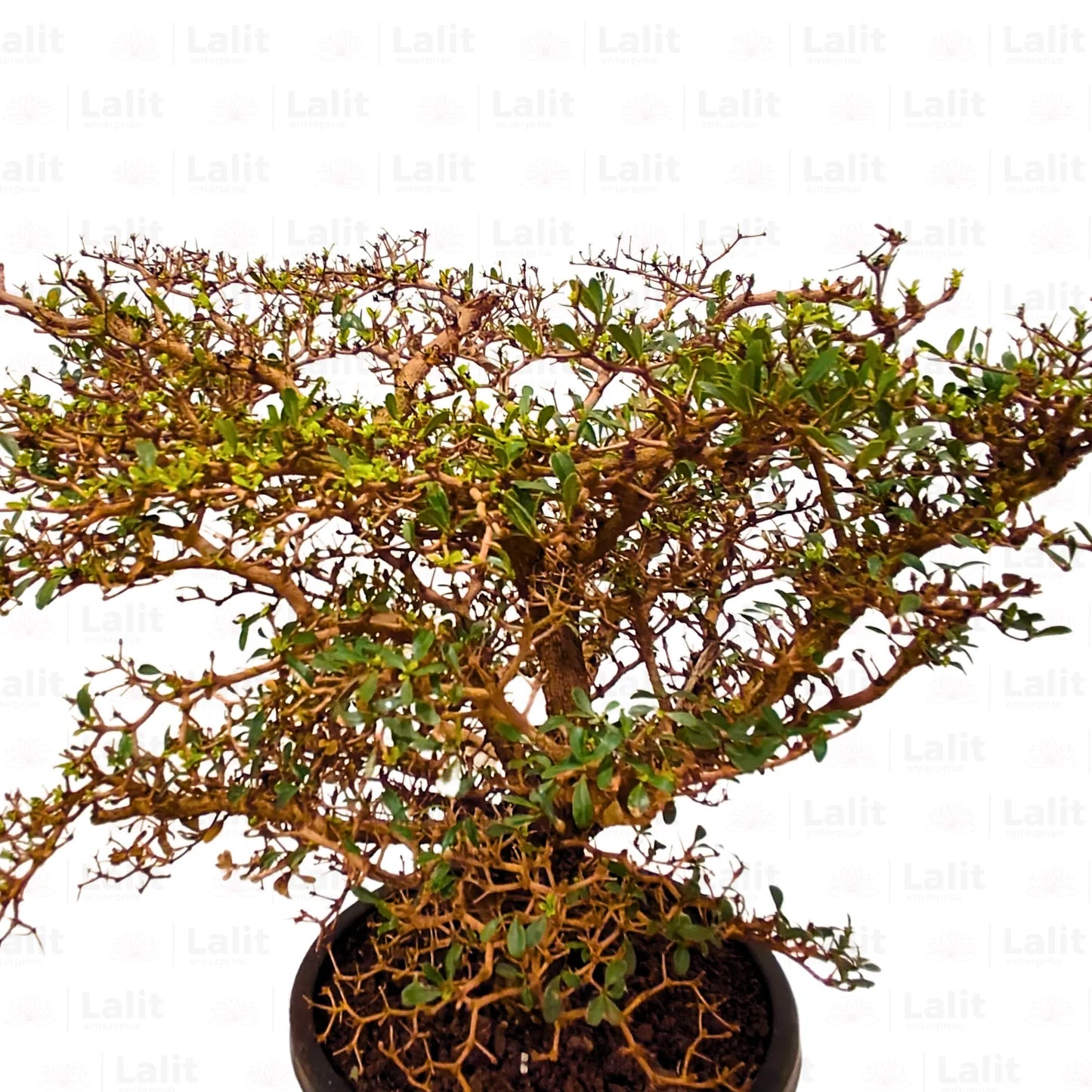 Buy Terminalia Catappa Bonsai (6-8 Year Old) - Plant Online at Lalitenterprise