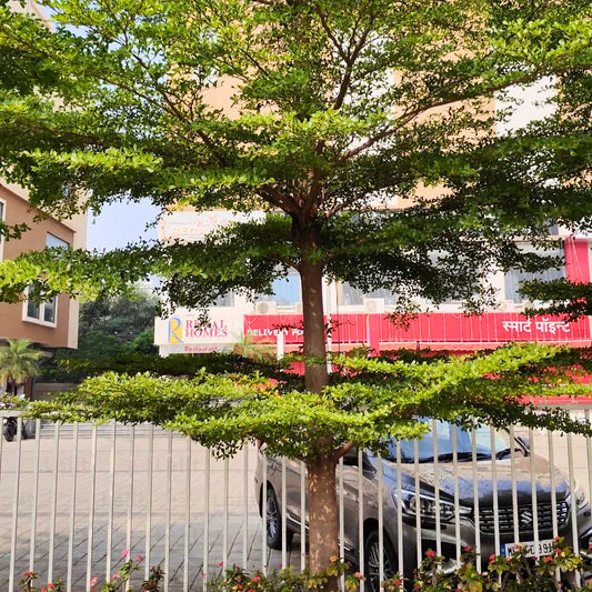 Buy Terminalia Mantaly (Green) Madagascar almond - Plants Online at Lalitenterprise