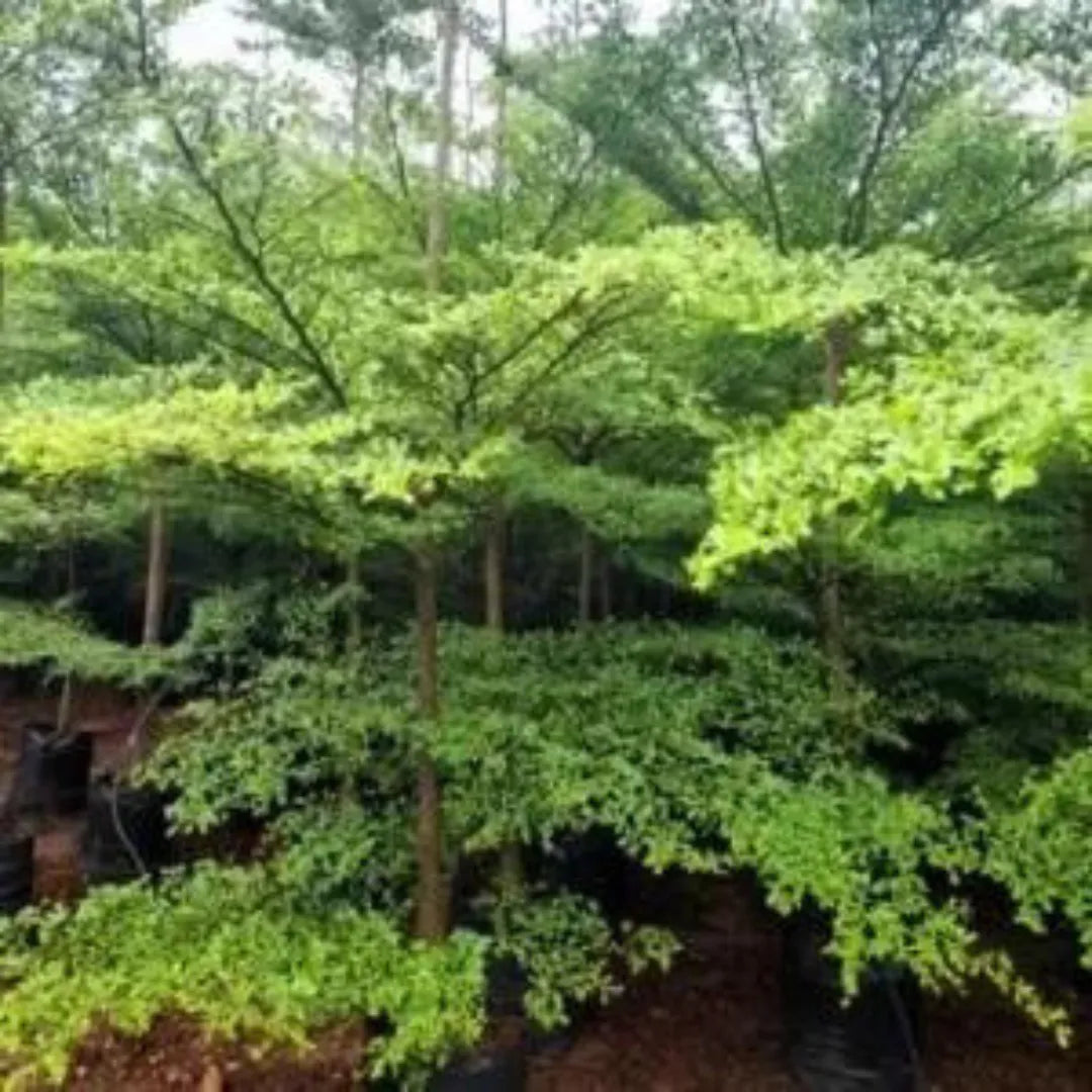 Madagascar almond - Plant