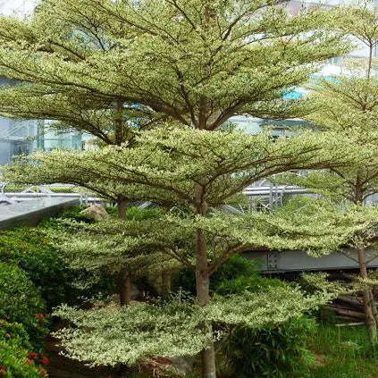 Buy Terminalia Mantaly Variegated Plant Online at Lalitenterprise