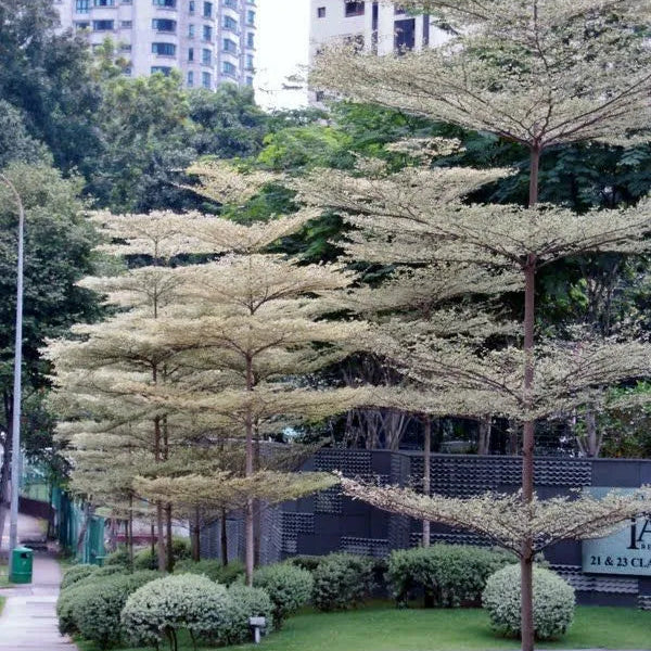 Buy Terminalia Mantaly Variegated - Plant Online at Lalitenterprise