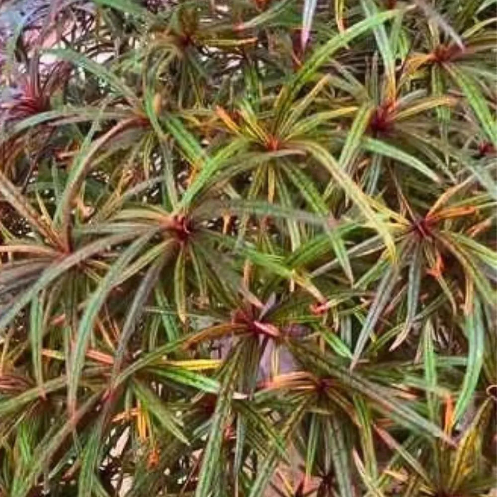 Buy Terminalia Bentzoe (Bentzoe Badam) "Benjoin" - Plant Online at Lalitenterprise