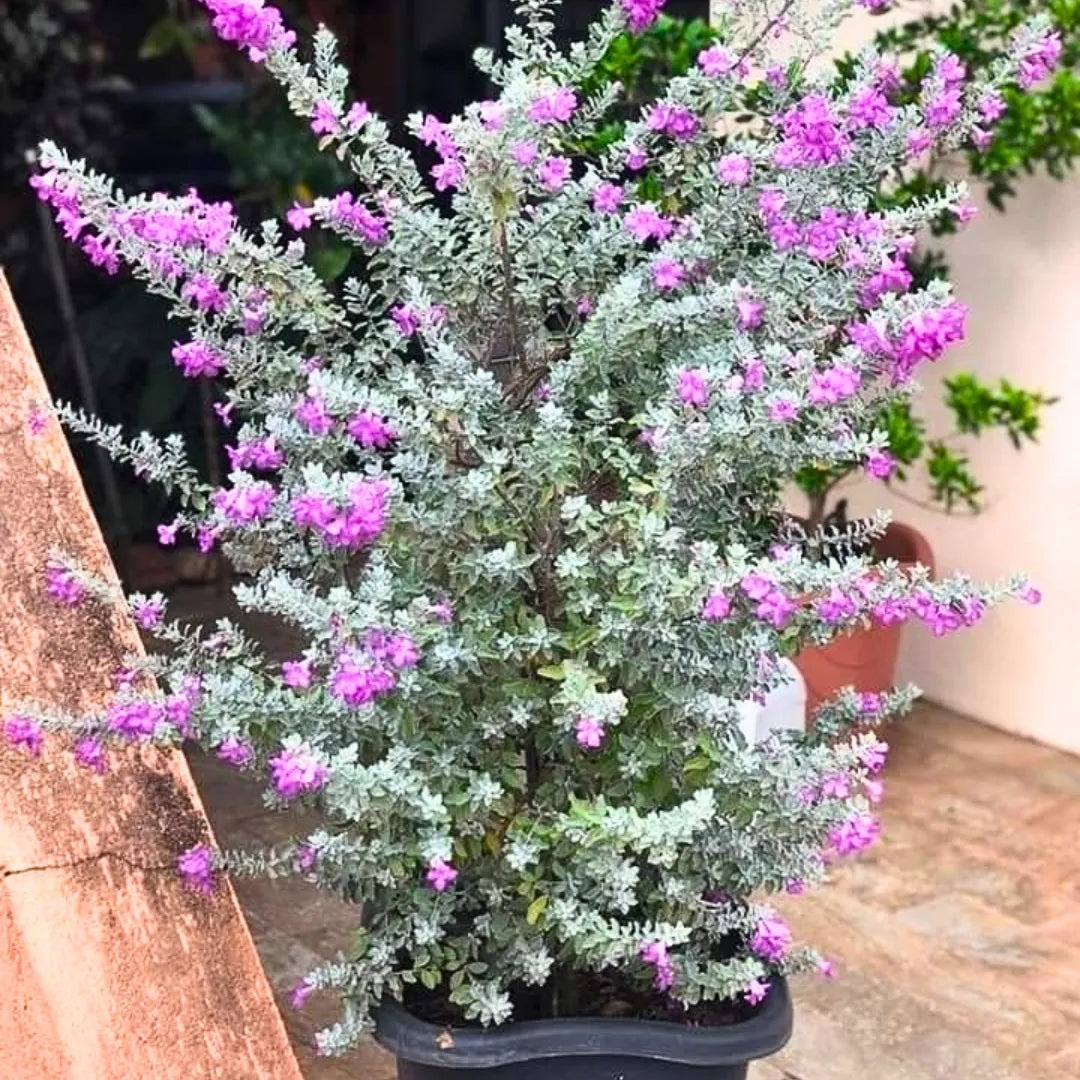 Buy Texas Sage Plant Online at Lalitenterprise