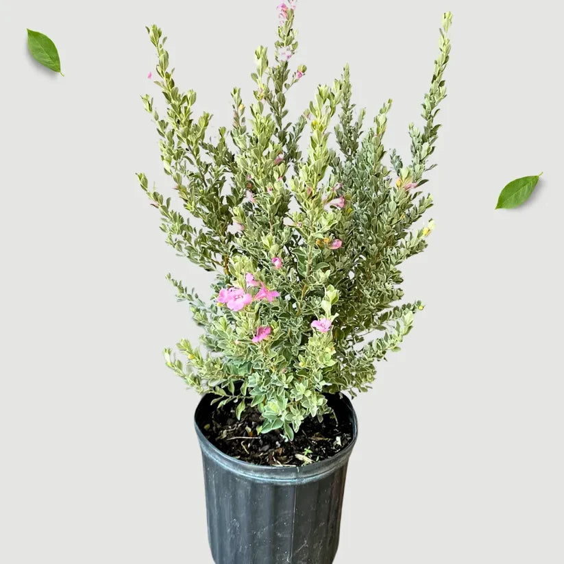 Buy Texas Sage (Leucophyllum Frutescens) - Plant Online at Lalitenterprise