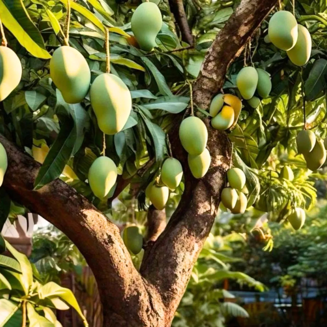 Buy Thai Mango "12 Month Fruiting" - Plant Online at Lalitenterprise
