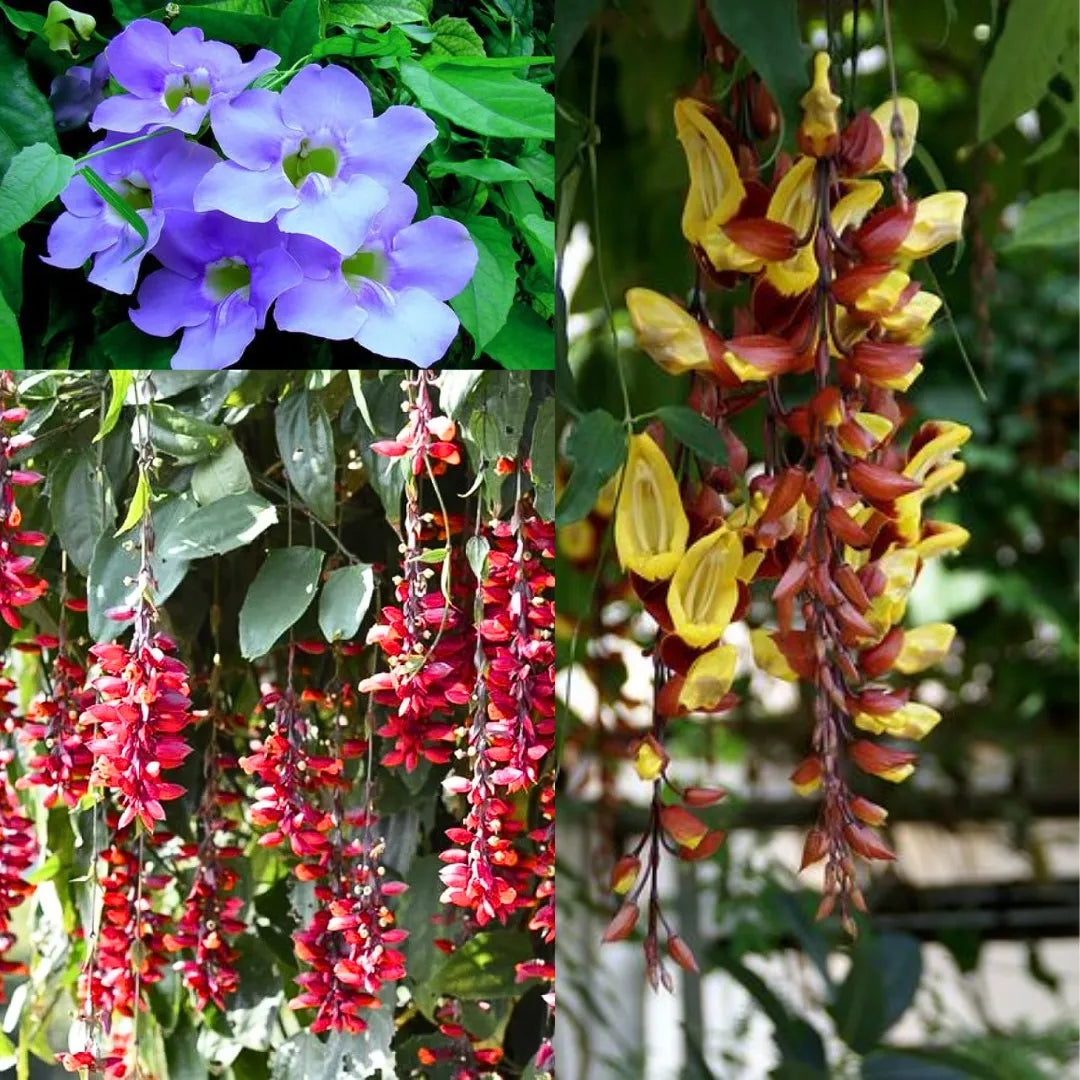 Buy Thunbergia Creeper - Plant "Pack of 3" Online at Lalitenterprise