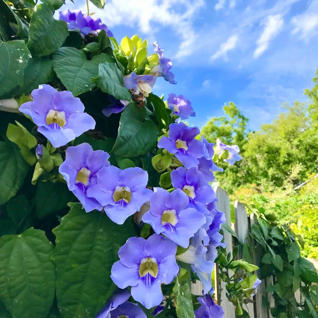 Buy Thunbergia Creeper - Plant Online at Lalitenterprise