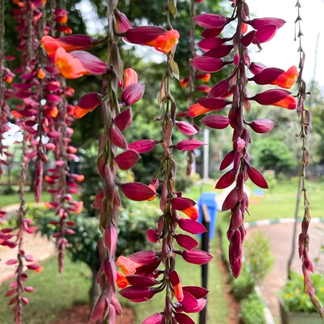 Buy Thunbergia Creeper - Plant Online at Lalitenterprise