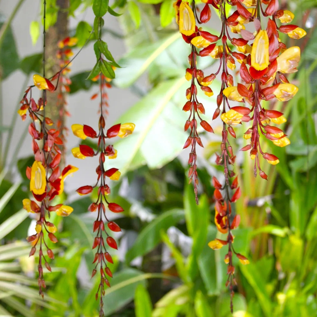 Buy Thunbergia Creeper - Plant Online at Lalitenterprise