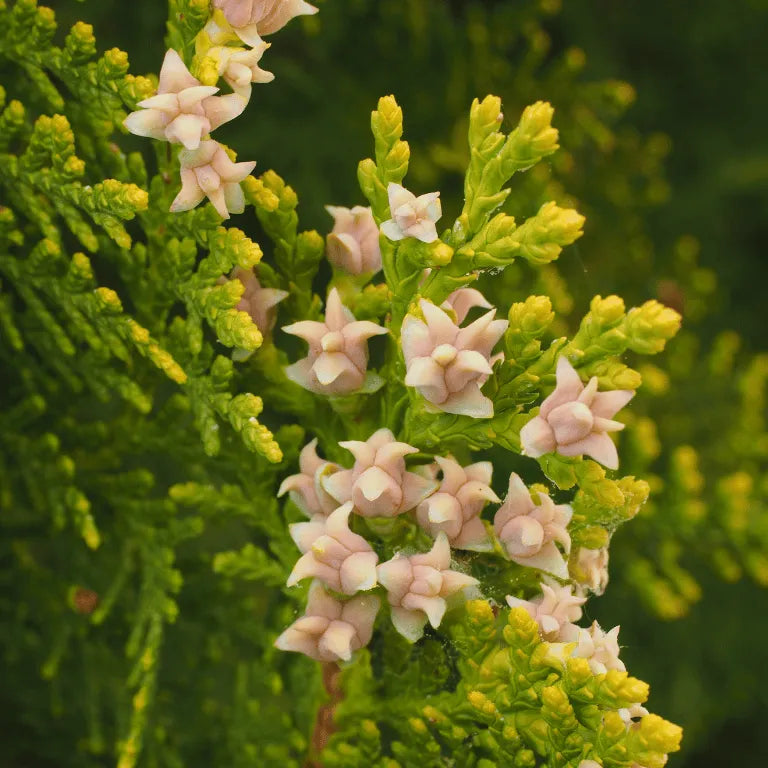 Buy Thuja occidentalis 'Sherwood Frost'(Thuja Variegated) online at Lalitenterprise