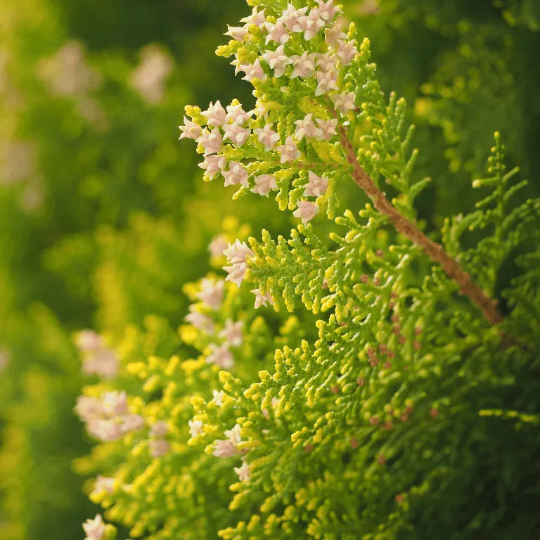 Buy Thuja occidentalis 'Sherwood Frost'(Thuja Variegated) online at Lalitenterprise