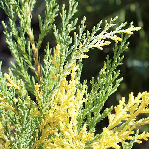 Buy Thuja Variegated 'Sherwood Frost' (Thuja Occidentalis) - Plant Online at Lalitenterprise