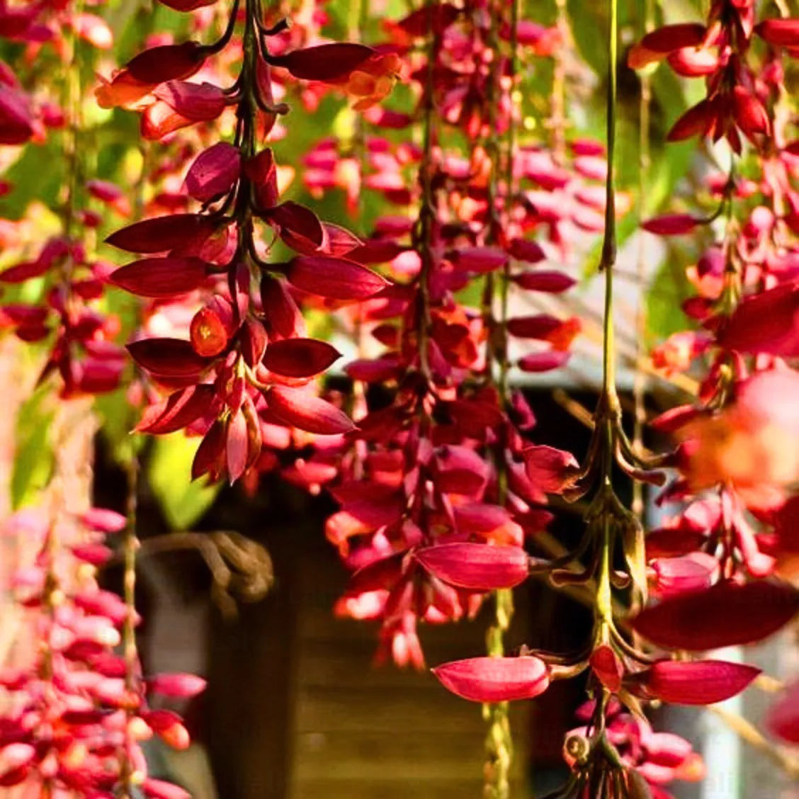 red vine succulent Thunbergia Coccinea (Scarlet Clock Vine)