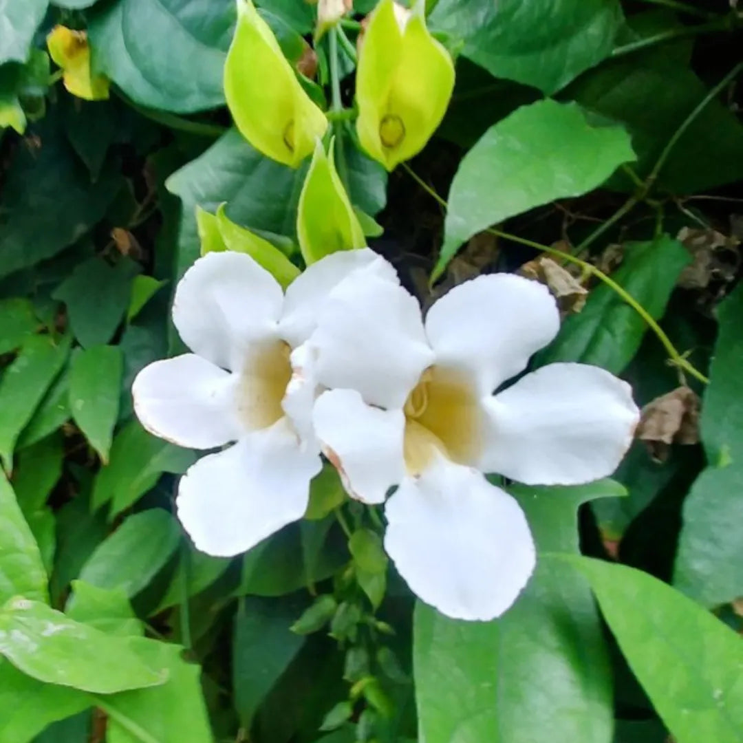 Buy Thunbergia "whitelady" Plant Online at Lalitenterprise