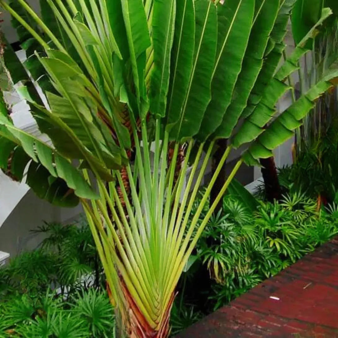 Ravenala madagascariensis Plant