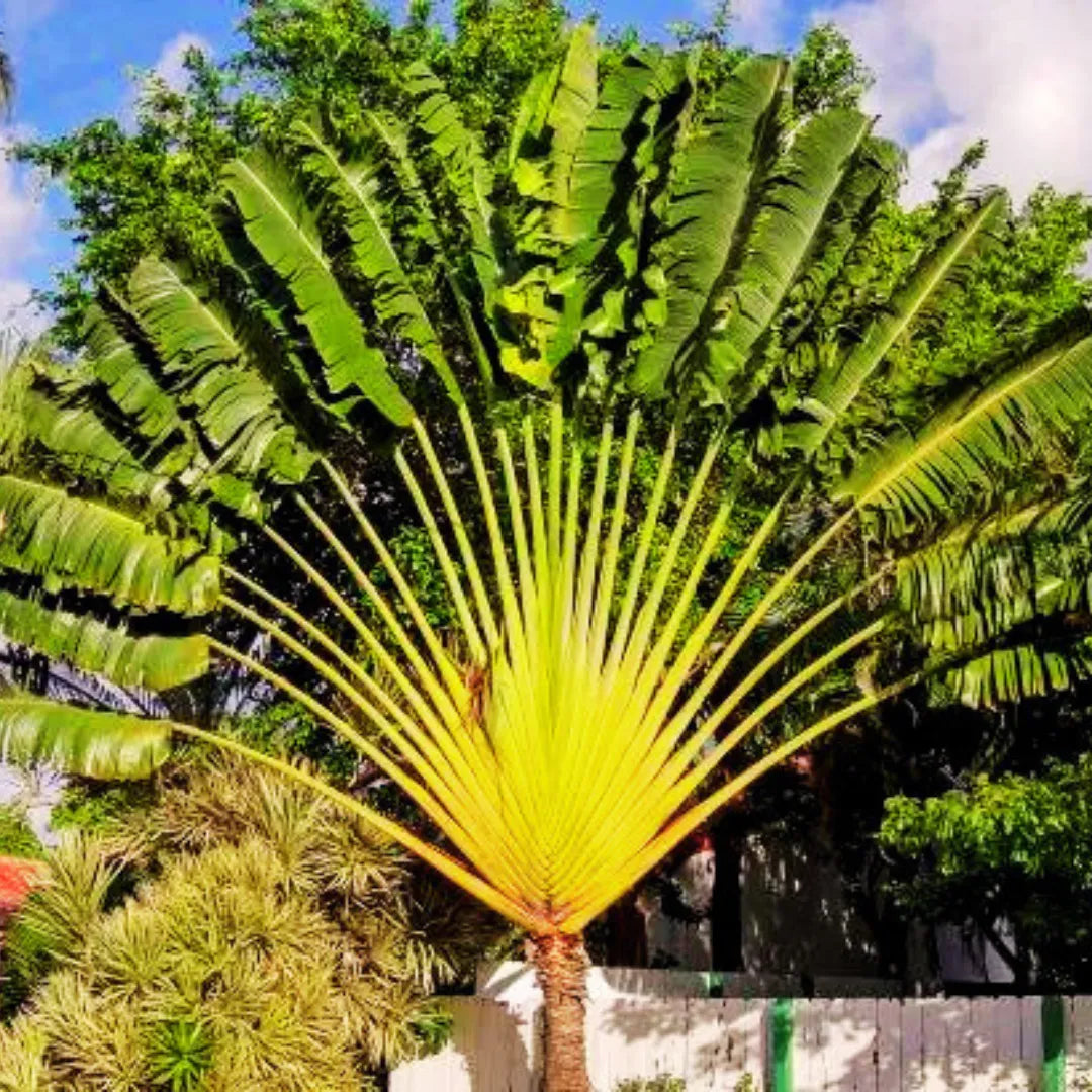 Buy Ravenala Madagascariensis Online at Lalitenterprise