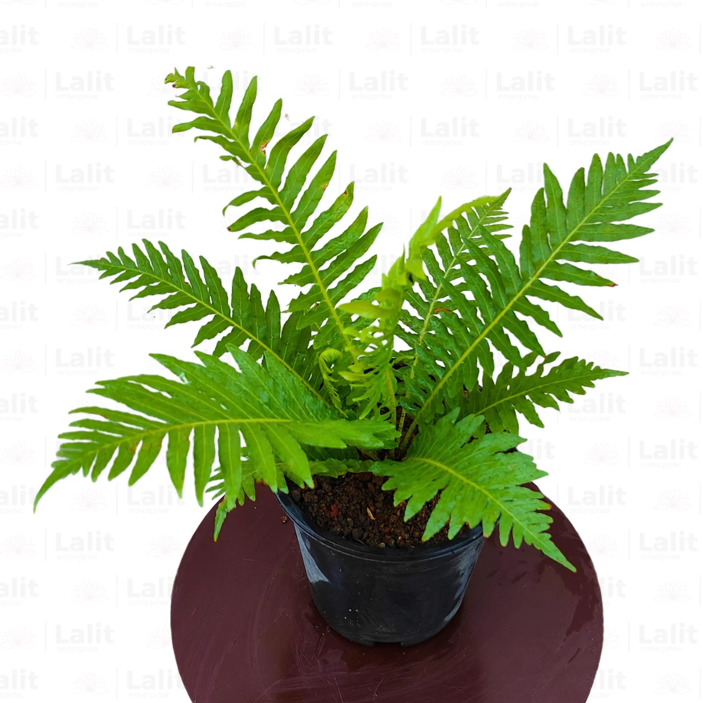 Buy Tree Fern - Plant Online at Lalitenterprise